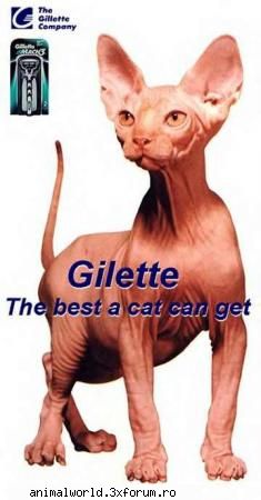 cool picture gilette
