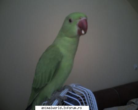 poze coco