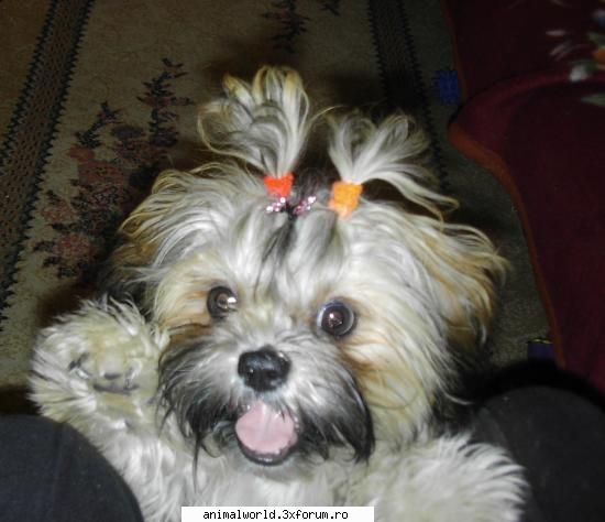 ma numesc din o mare iubitoare de animale.am acasa o catelusa shih tzu de 9 luni si de saptamana