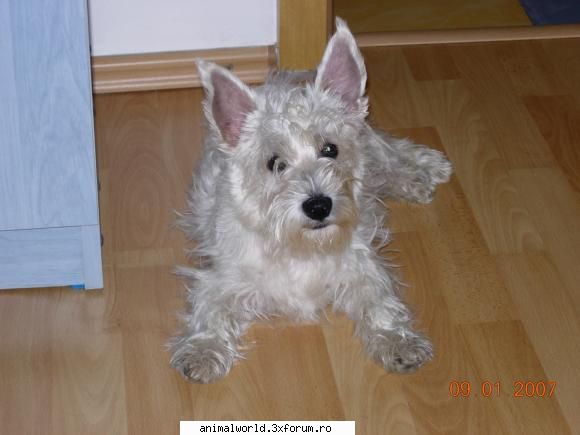 daca stie cineva la cate luni se poate duce puiutul de westie la dresaj?al meu are 5 luni si un pic