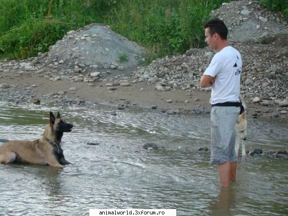 scoli dresaj... scoala dresaj cluj dresor atentator canin atestat achr matyas laszlo