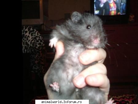 Hamsteritza - Salut sunt Irina din Bucuresti, am 22 de ani si - Membri