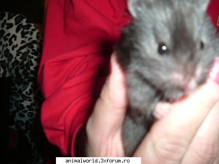 Hamsteritza - Si aici tot ea e - Membri