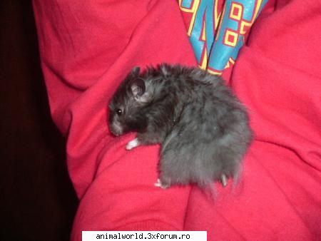 Hamsteritza - chitz, chitz :) - Membri