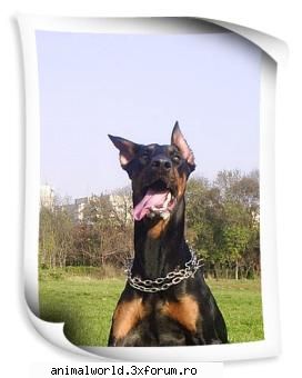 Poze - Alex(dog-as) - Caini