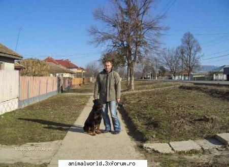 Poze - Aici vom pune poze cu caini nostri si ne vom - Caini