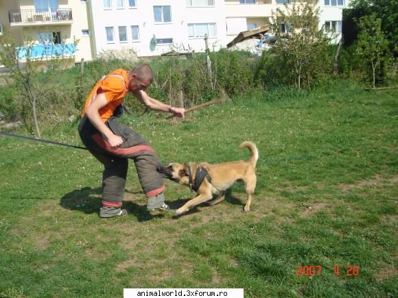 Scoli de dresaj... - DRESAJ CANIN "DOGMASTER" CLUJ - Sback&Bar