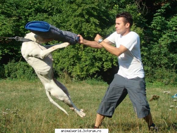 Scoli de dresaj... - Scoala de dresaj Bestk9nation.com - Sback&Bar
