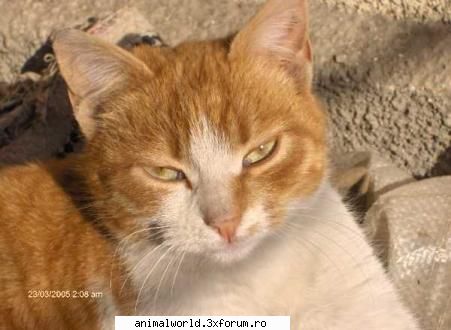 chris2005 - Galbenu: Sublimi perusii tai.Sa-ti traiasca! - Membri