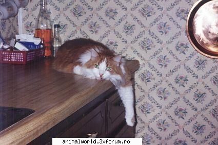 cool picture - chris2005 - Poze mishto/reclame haioase
