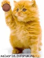 cool picture - chris2005 - Poze mishto/reclame haioase