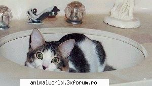 cool picture - chris2005 - Poze mishto/reclame haioase
