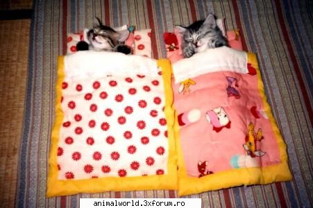 cool picture - chris2005 - Poze mishto/reclame haioase