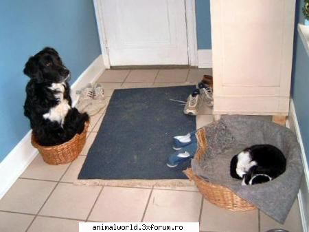 cool picture - chris2005 - Poze mishto/reclame haioase
