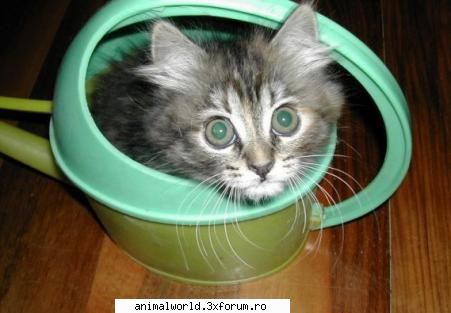cool picture - chris2005 - Poze mishto/reclame haioase