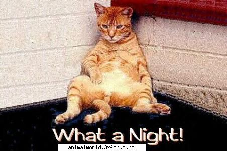 cool picture - O`Blonda - Poze mishto/reclame haioase