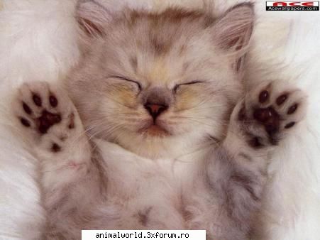 cool picture - O`Blonda - Poze mishto/reclame haioase