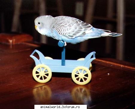 cool picture - O`Blonda - Poze mishto/reclame haioase