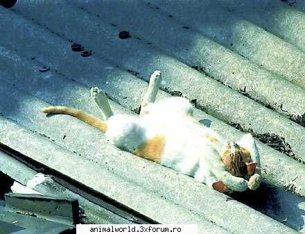 cool picture - chris2005 - Poze mishto/reclame haioase