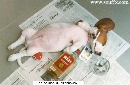 cool picture - Hamsteritza - Poze mishto/reclame haioase