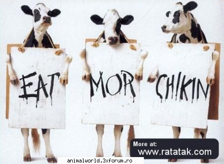 cool picture - eat more chicken - Poze mishto/reclame haioase