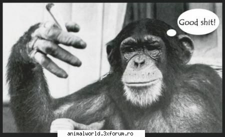 cool picture - Lucian - Poze mishto/reclame haioase