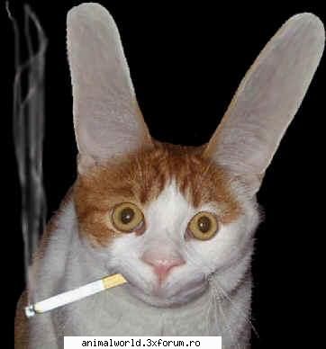 cool picture - O`Blonda - Poze mishto/reclame haioase