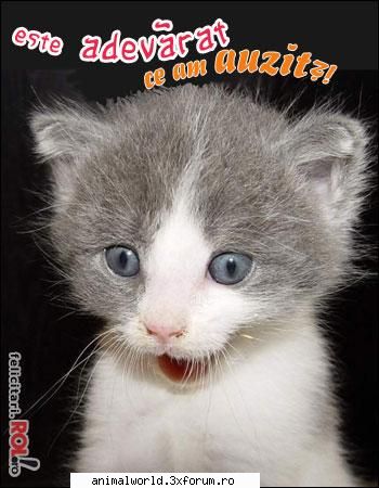 cool picture - O`Blonda - Poze mishto/reclame haioase