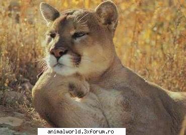 cool picture - O`Blonda - Poze mishto/reclame haioase