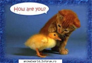 cool picture - O`Blonda - Poze mishto/reclame haioase