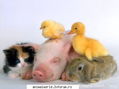 cool picture - O`Blonda - Poze mishto/reclame haioase