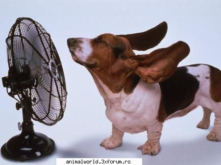 cool picture - O`Blonda - Poze mishto/reclame haioase