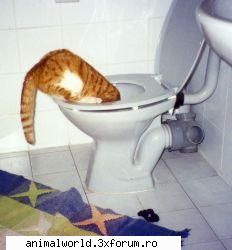 cool picture - chris2005 - Poze mishto/reclame haioase